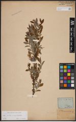 Foto von Salix aurita L. x Salix myrtilloides L.